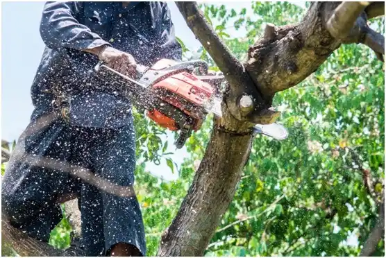 tree services Massanetta Springs